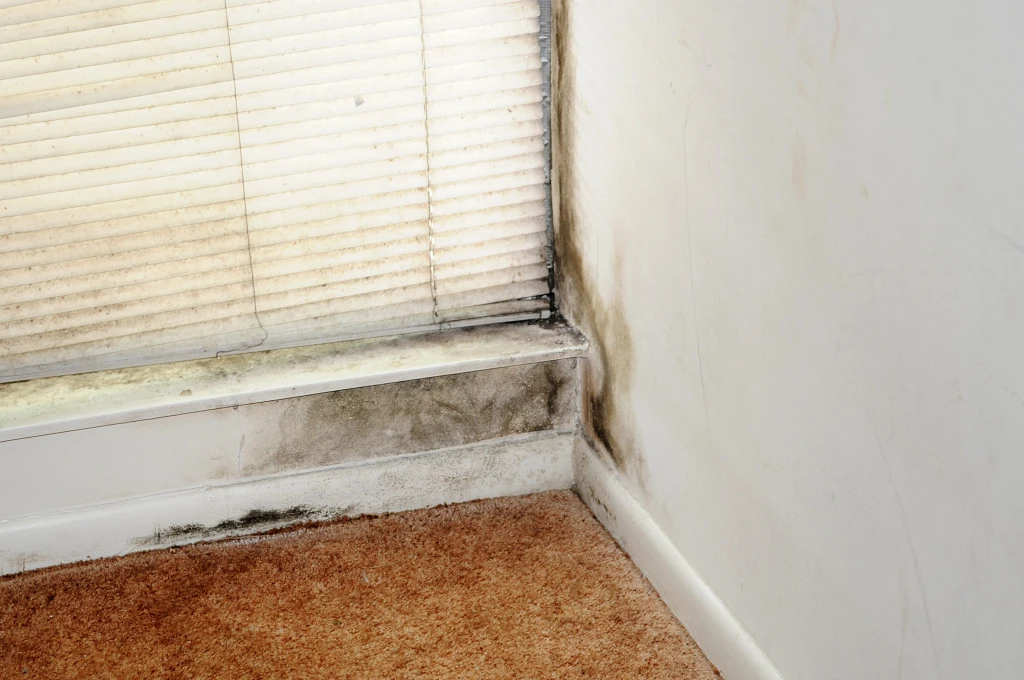 Wall in a home with black mold